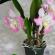 Мастер-класс: орхидеи из холодного фарфора