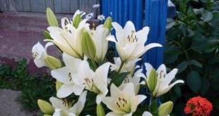 Особенности выращивания комнатной лилии и ухода за ней Комнатные лилии белые цветы игольчатые